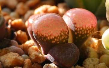 盐源最专业的多肉大棚地址在哪里