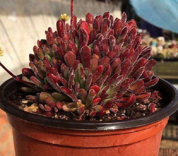 哈尔滨市哪有多肉大棚吗 求地址