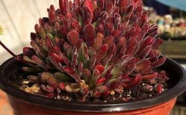 哈尔滨市哪有多肉大棚吗 求地址