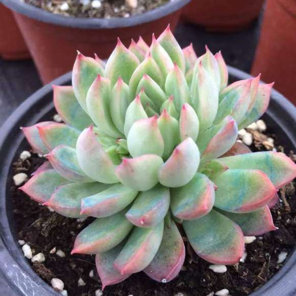 阜宁的多肉大棚地址在哪里