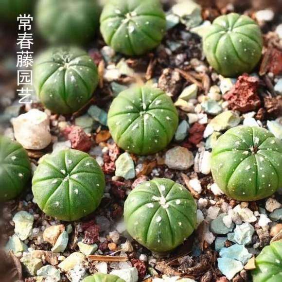 阜宁的多肉大棚地址在哪里