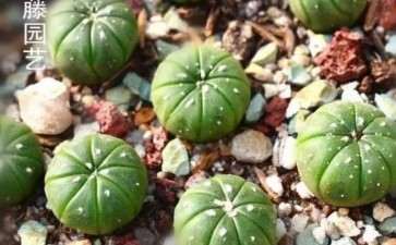 阜宁的多肉大棚地址在哪里 怎么走