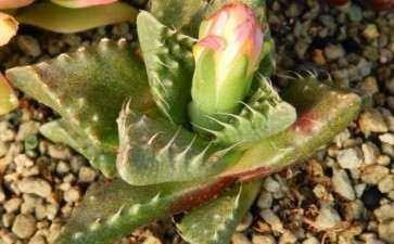 徐州还有哪些多肉大棚 地址在哪里