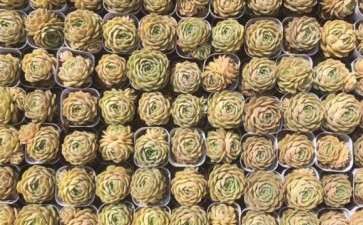 燕郊附近有多肉大棚吗 地址在哪里