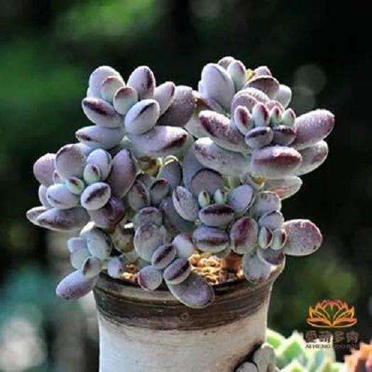 河南多肉大棚地址在哪里