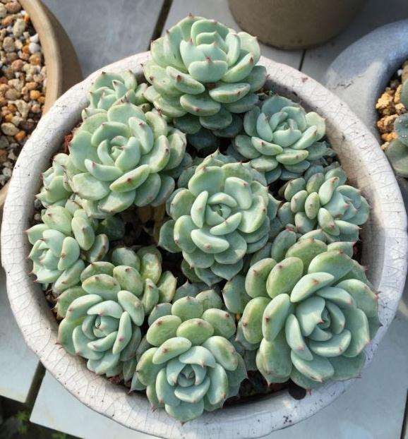 多肉植物批发大棚多聚集在哪个省市