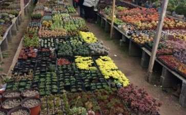 赣榆青口多肉大棚地址在哪里