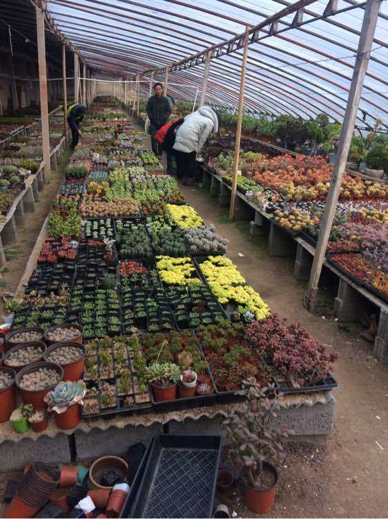 赣榆青口多肉大棚地址在哪里