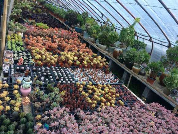 赣榆青口多肉大棚地址在哪里