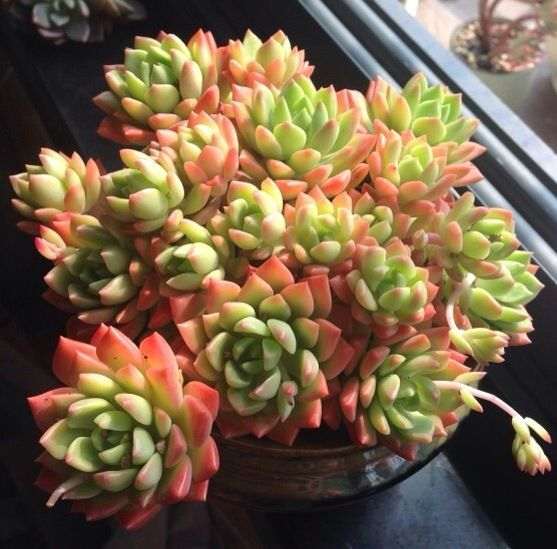 葫芦岛有没有多肉大棚