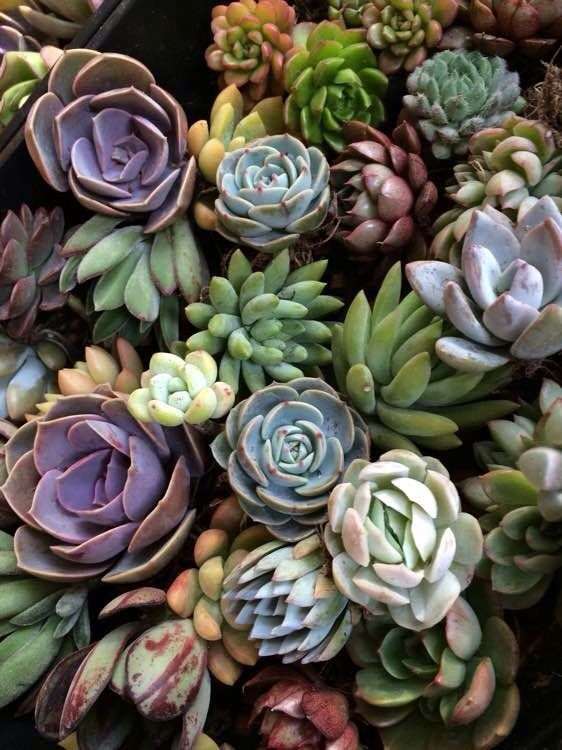 葫芦岛有没有多肉大棚