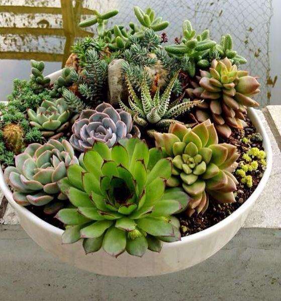 葫芦岛有没有多肉大棚