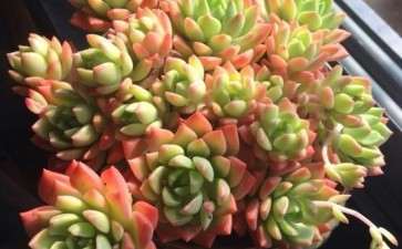 葫芦岛有没有多肉大棚 地址在哪里