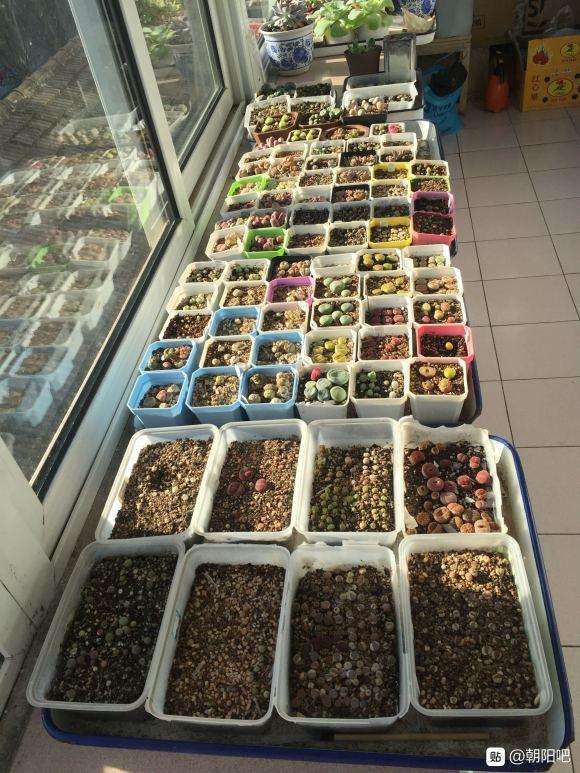 北京朝阳都哪有多肉大棚