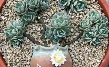 苍山多肉大棚的地址在哪里