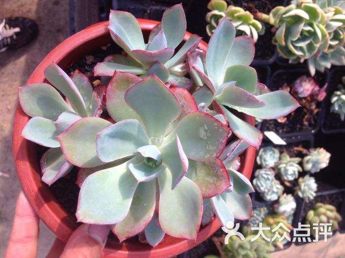 福州哪里有多肉大棚的地址