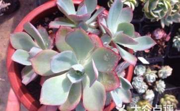 福州哪里有多肉大棚的地址