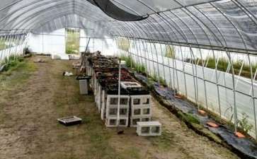 咱郯城这边有多肉大棚吗 地址在哪里