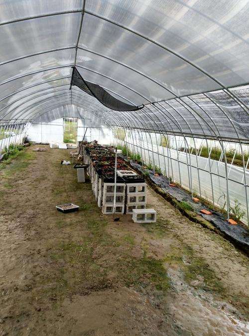 咱郯城这边有多肉