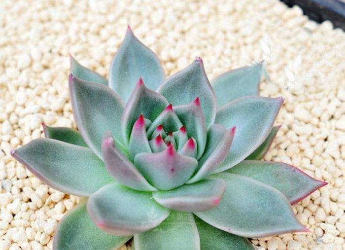 合肥哪里有多肉大棚 地址怎么走