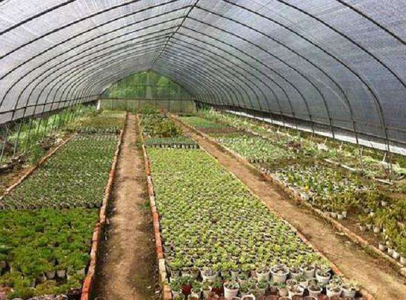 合肥哪里有多肉大棚 地址怎么走