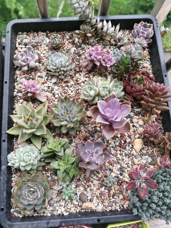 江苏多肉大棚的地址都在哪里