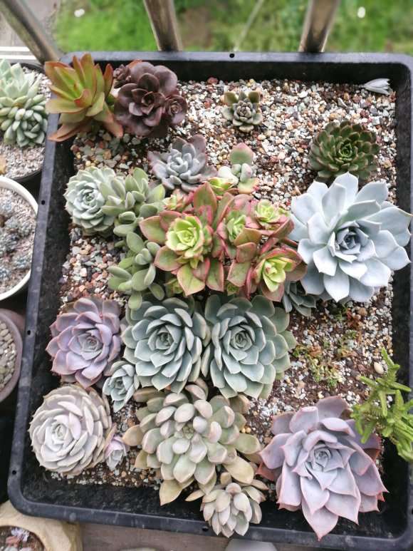 江苏多肉大棚的地址都在哪里