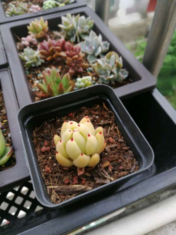 江苏多肉大棚的地址都在哪里