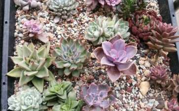 江苏多肉大棚的地址都在哪里 谁去过