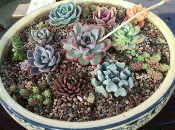 长乐哪里有多肉大棚