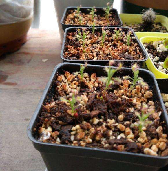 长乐哪里有多肉大棚