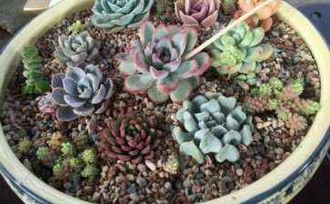 长乐哪里有多肉大棚 求告知地址