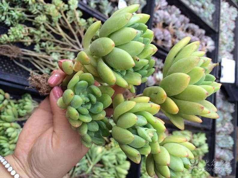 哪有多肉植物大棚