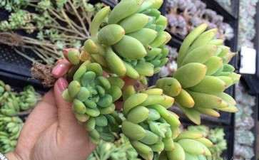 义乌哪有多肉植物大棚 求准确地址