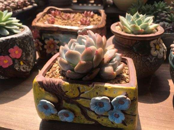 乐山哪里有多肉种植大棚