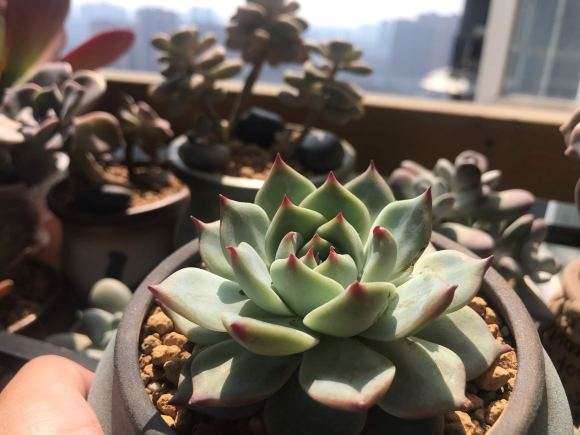 乐山哪里有多肉种植大棚