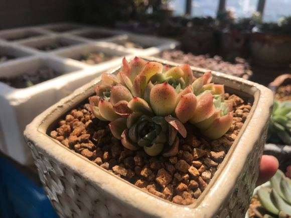 乐山哪里有多肉种植大棚