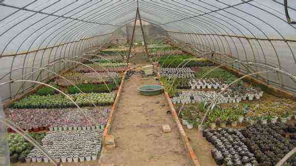 北京北5环附近多肉大棚求租