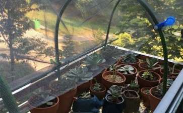 多肉大棚膜 利得膜要多少S 最好