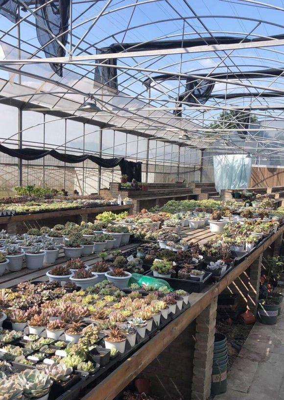 无锡多肉大棚出租出售