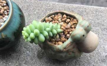 常德哪里有多肉大棚 地址桥南老同德