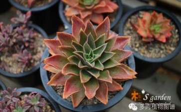 遵义哪里有多肉的大棚 求地址