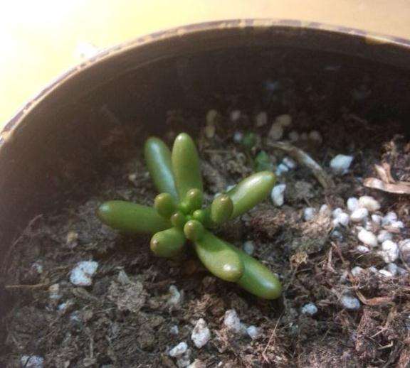 上海崇明哪里有多肉大棚