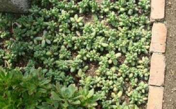 眉山万胜有多肉大棚 地址在大明寺旁