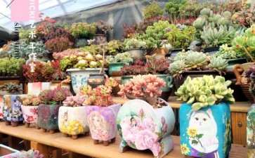 西安多肉私人大棚的地址在哪里