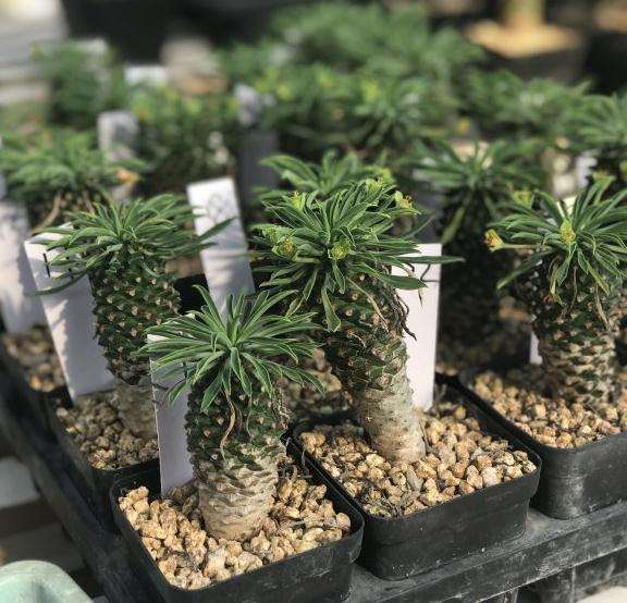 在多肉大棚看到的铁甲麒麟