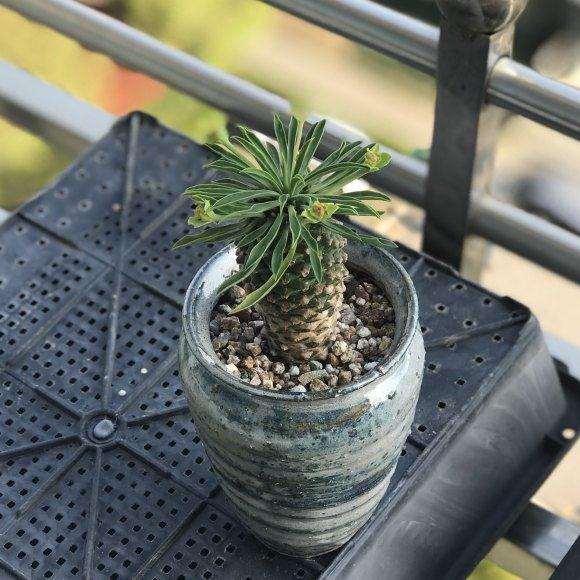 在多肉大棚看到的铁甲麒麟