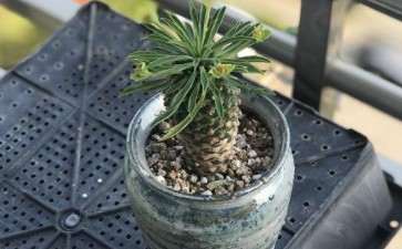 灌云哪里有多肉大棚 地址远吗