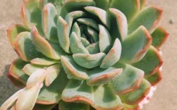 海安多肉大棚的地址在哪里 谁去过