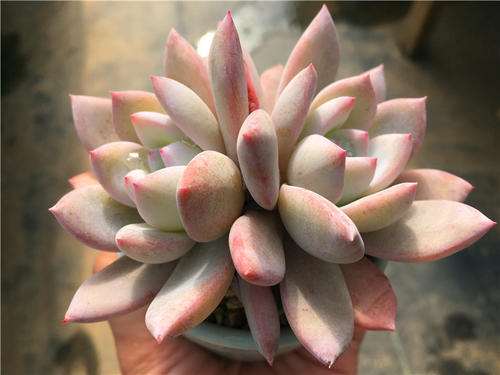 天津哪里有大型多肉